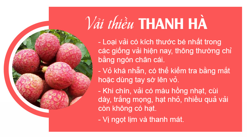 Đặc điểm vải thiều Thanh Hà