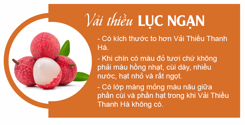 Đặc điểm vải thiều Lục Ngạn