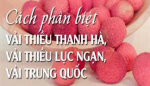 Phân biệt vải thiều Thanh Hà, vải Lục Ngạn và vải Trung Quốc