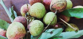Ăn vải xanh gây hạ đường huyết!