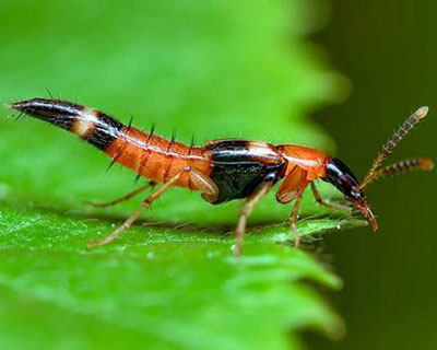 Tips for handling when being bitten by ants in the rainy season