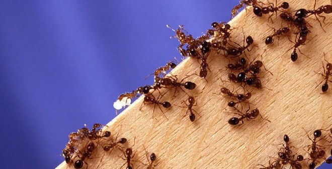 Use chopsticks to divert the ants in a different direction