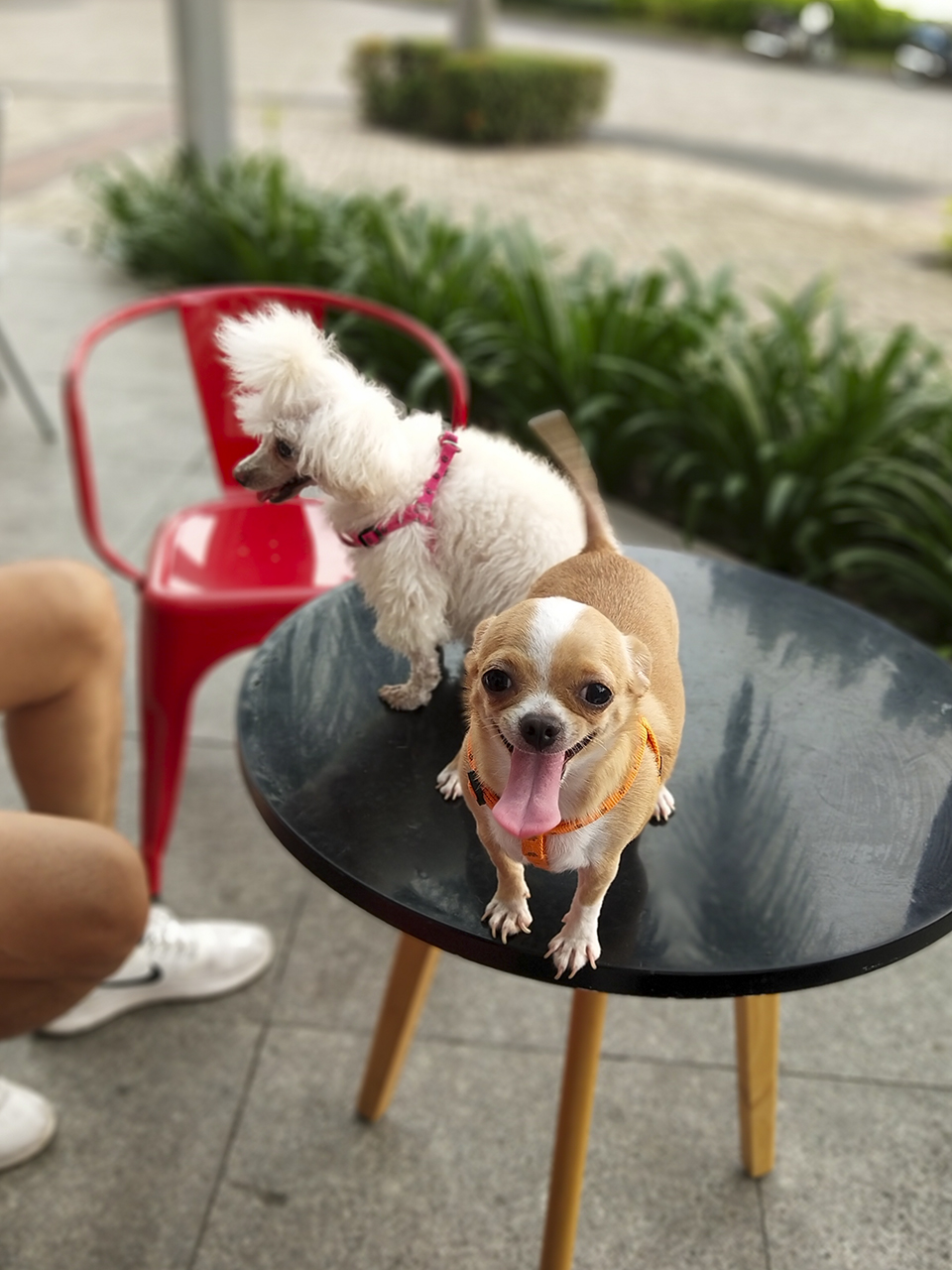 Đánh giá camera Vivo X21 UD Đánh giá camera Vivo X21 UD