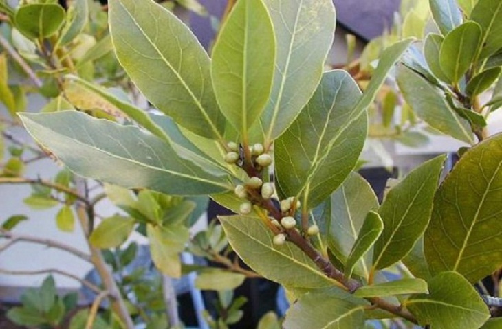 Bay leaf