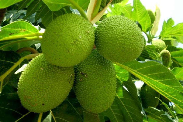 Breadfruit