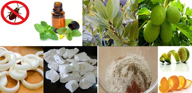 Cách đuổi gián "cút" nhanh khỏi nhà mà không cần hoá chất