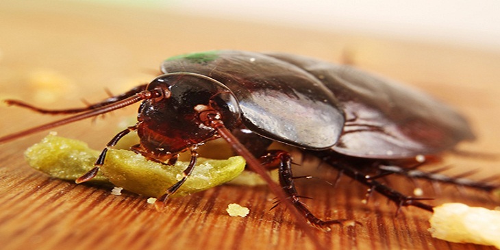 Repel cockroaches without using chemicals