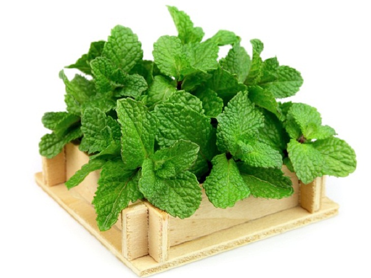 Peppermint leaves or menthol