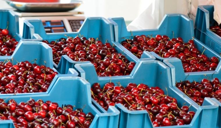 Cách phân biệt size Cherry - Cách chọn Cherry ngon theo size