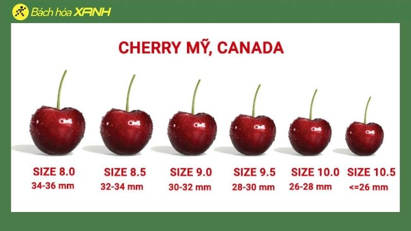 Cách tính Size Cherry Mỹ và Canada