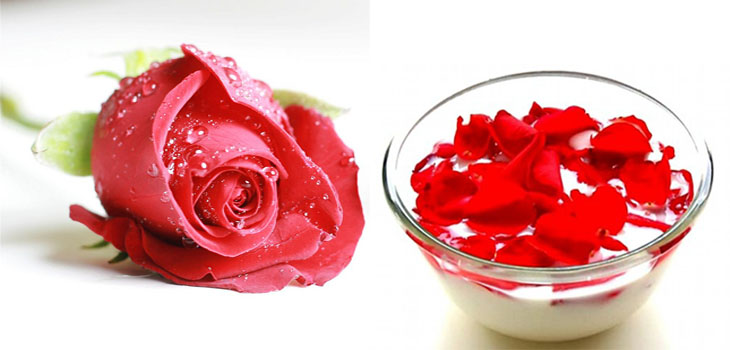 Roses soaked in milk for moisturizing lips