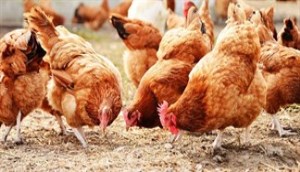 Dấu hiệu nhận biết vật nuôi nhiễm cúm A/H5N1