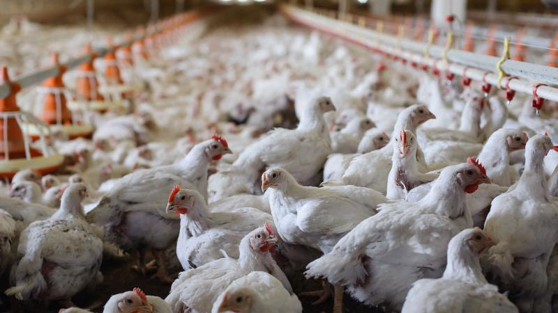 Bệnh cúm A/H5N1 có thể lây qua đường ăn uống, dụng cụ chăn nuôi