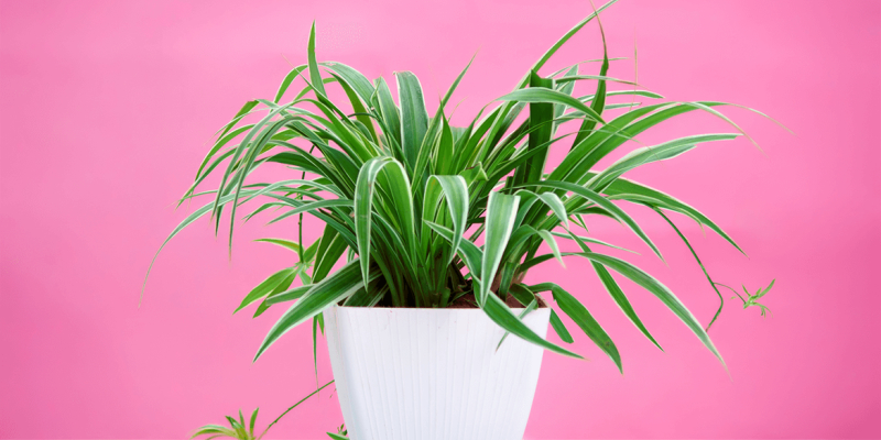 Plant Dusting