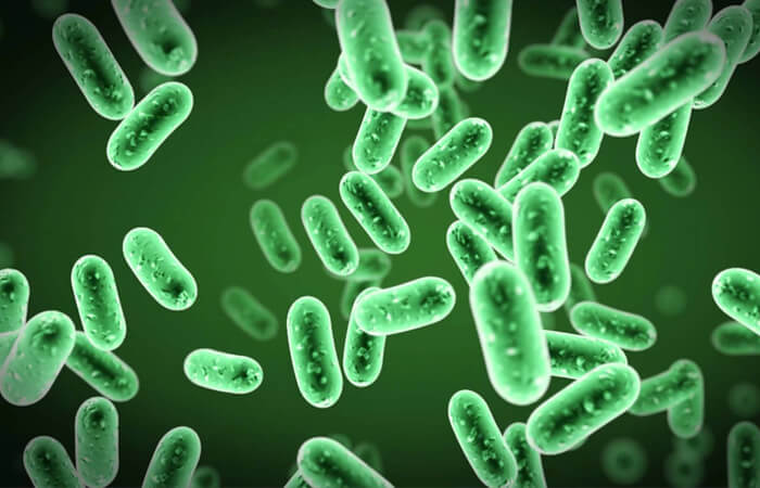 Probiotic là những vi khuẩn hoặc nấm men rất có lợi cho sức khoẻ