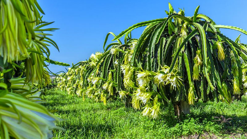 Trồng thanh long vỏ vàng trong điều kiện đủ nắng, khí hậu hanh nóng