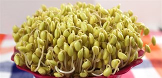 Công dụng của mầm đậu nành nguyên xơ