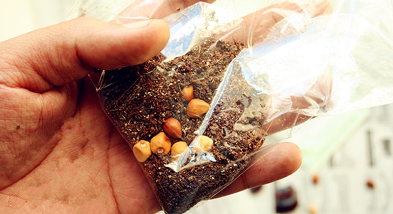Cho hạt cherry vào túi nhựa đựng đất trộn than bùn rêu ẩm và đặt trong tủ lạnh để phân tầng