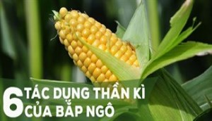 6 Tác dụng thần kì của bắp ngô