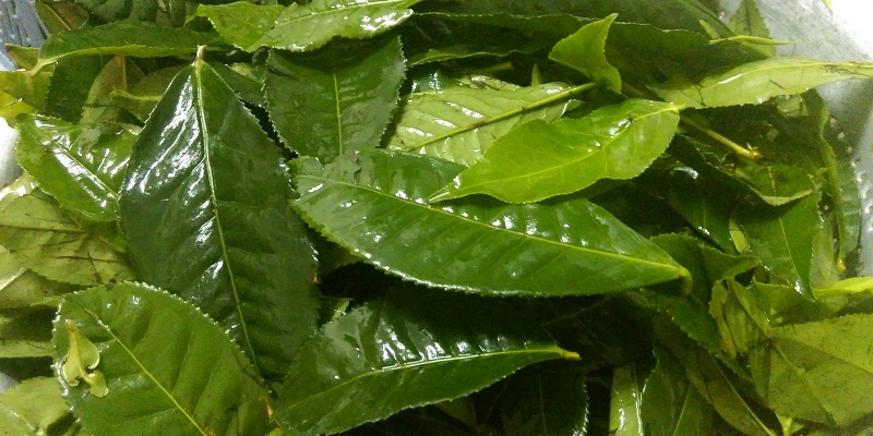 Lá trà ít hóa chất là những lá tươi nhưng không bóng bẩy, lá nhỏ, đều màu.