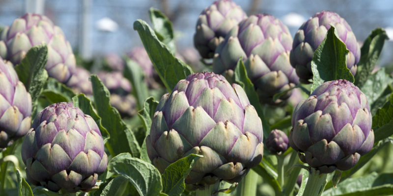 Hợp chất silymarin trong atiso giúp bảo vệ gan khỏi sự tấn công của các gốc tự do và giải độc gan Những loại “siêu thực phẩm” giúp thanh lọc cơ thể