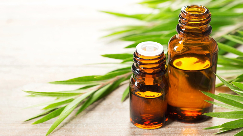 Tinh dầu tràm trà được chiết xuất từ lá và cành của cây trà có tên khoa học là Melaleuca Alternifolia, có nguồn gốc từ nước Úc. Tinh dầu tràm trà được chiết xuất từ lá và cành của cây trà có tên khoa học là Melaleuca Alternifolia, có nguồn gốc từ nước Úc.