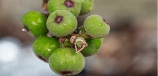 Điểm danh những công dụng hữu ích không ngờ của quả sung