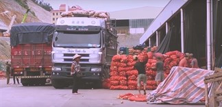 Vạch trần đường đi của hàng nông sản Trung Quốc thành hàng nhái Đà Lạt