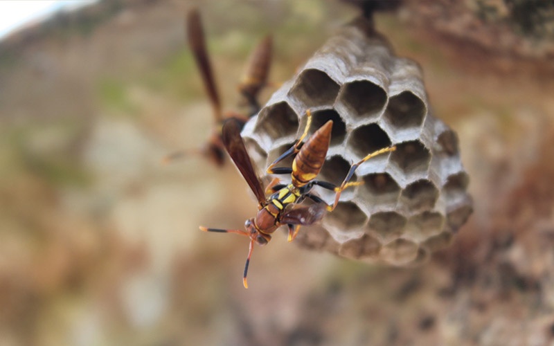 Ong đốt là một trong những sinh vật quan trọng trong hệ sinh thái. Hãy xem hình ảnh độc đáo về chúng để khám phá thêm về đặc tính và công dụng của ong đốt.
