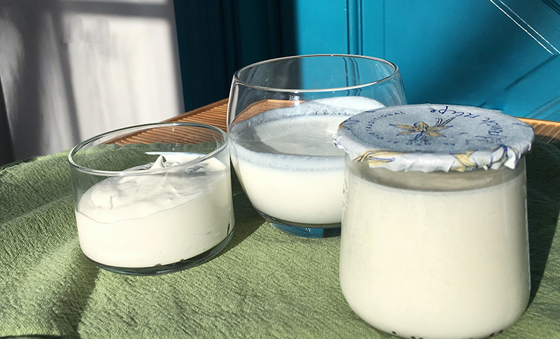 Với hương vị tươi mát và vị chua đặc trưng của những sản phẩm lên men từ sữa sẽ cung cấp những vi khuẩn có lợi cho người sử dụng. Tuy nhiên, nấm sữa Kefir và sữa chua vẫn có sự khác biệt nhất định.