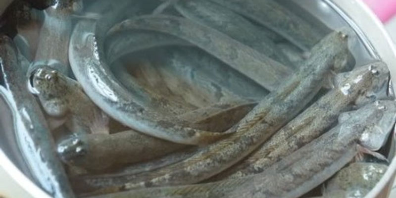 Cho cá vào một xô nước sạch được hòa với chút muối trong vòng 10 phút