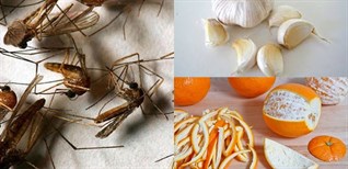 4 tuyệt chiêu giúp đuổi muỗi mùa mưa có thể bạn chưa biết