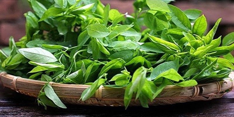 Rau ngót giàu Vitamin, muối khoáng, Protid, các khoáng chất thiết yếu tốt cho sức khỏe mẹ và bé. Rau ngót giàu Vitamin, muối khoáng, Protid, các khoáng chất thiết yếu tốt cho sức khỏe mẹ và bé.