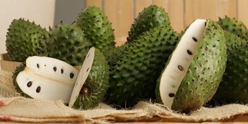 Nhiều thông tin cho rằng mãng cầu gai phòng chống ung thư nhưng lại không tốt cho mẹ bầu Nhiều thông tin cho rằng mãng cầu gai phòng chống ung thư nhưng lại không tốt cho mẹ bầu