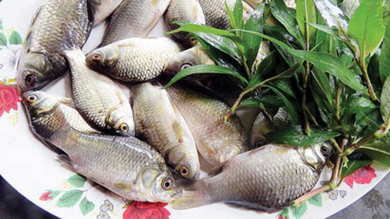 Những món ăn trị bệnh từ cá diếc. Ai không nên ăn cá diếc?