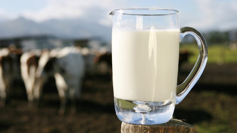 Uống thuốc chung với sữa làm cho thuốc hấp thu kém hơn