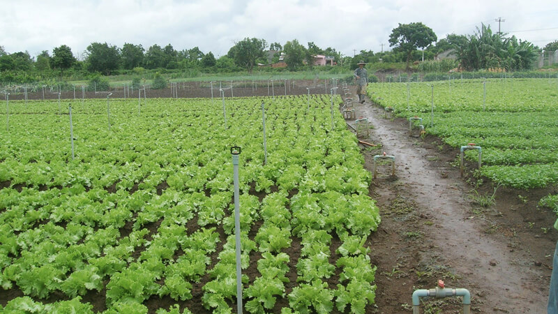 What is VietGAP standard and safe vegetable production process?