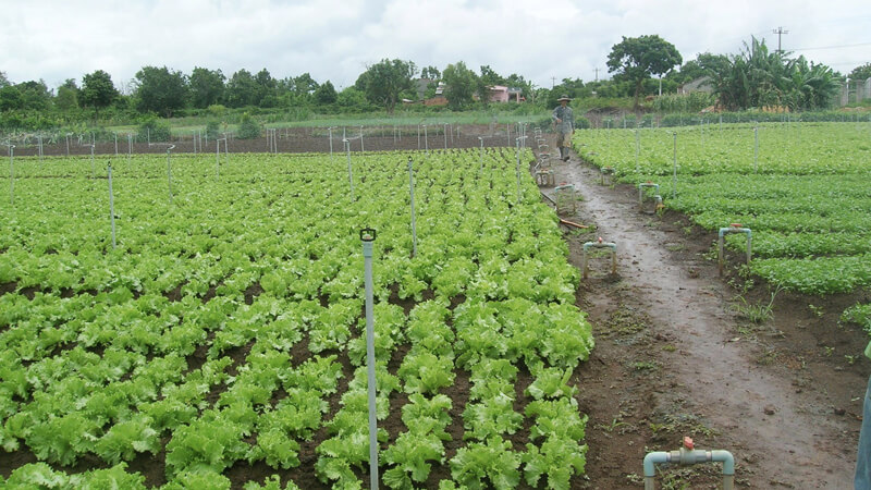 Tiêu chuẩn VietGAP là gì và quy trình sản xuất rau an toàn