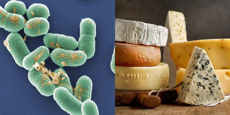 Một số loại phô mai có vi khuẩn listeria có thể dẫn đến nguy cơ sảy thai, sinh non hoặc thai chết lưu.