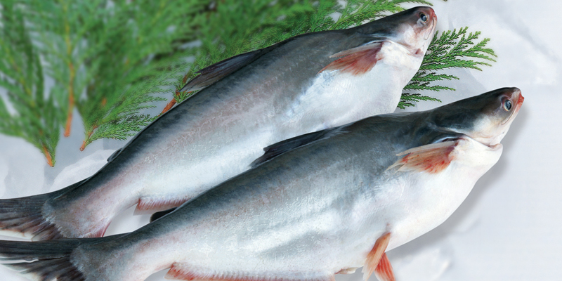 Mẹ nên bổ sung cá basa thường xuyên vào khẩu phần ăn từ tháng thứ 7 trở đi, dùng khoảng 350g/tuần. 