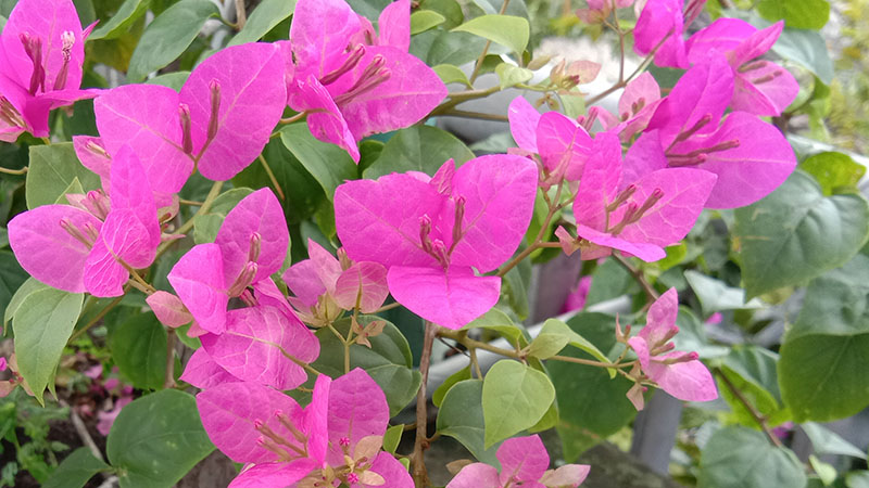 Đánh giá chi tiết Vivo Y81