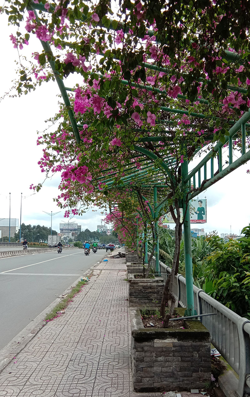 Đánh giá chi tiết Vivo Y81