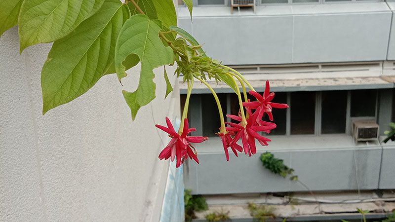 Đánh giá chi tiết Vivo Y81