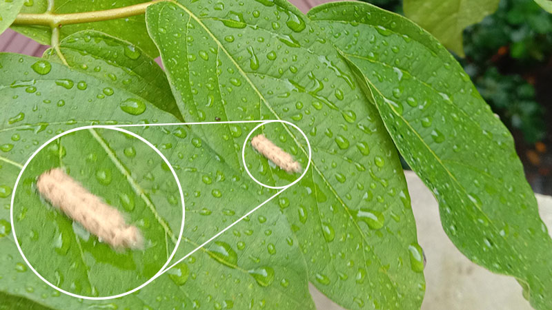 Đánh giá chi tiết Vivo Y81