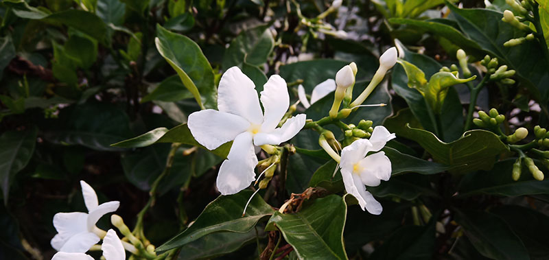 Đánh giá Vivo V11i