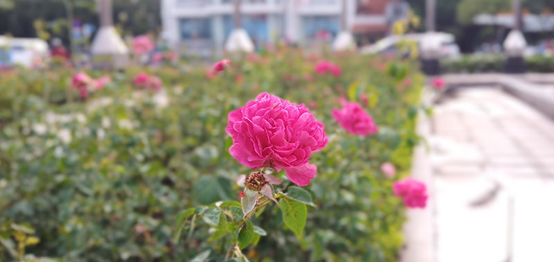 Đánh giá Vivo V11i