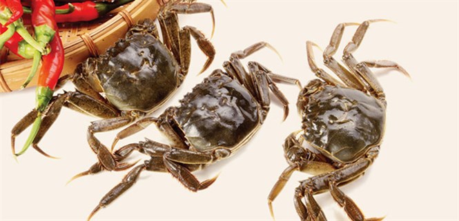 Có nên xay cua đồng bằng máy xay sinh tố?