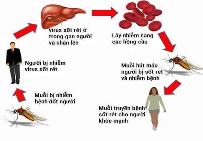 Giai đoạn ký sinh trùng sốt rét phát triển trong cơ thể người