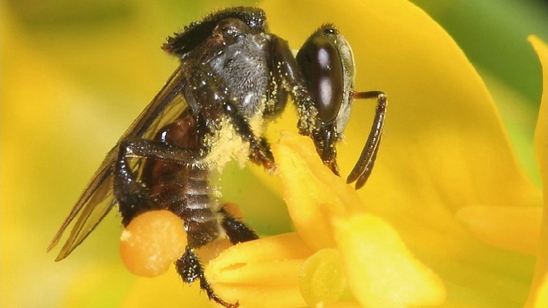 Phấn hoa hay còn gọi là phấn ong, phấn hoa ong, là tế bào đực của cây hoa, ong thợ sẽ góp nhặt phấn hoa từ nhị đực của hoa để khi thụ tinh với tế bào cái