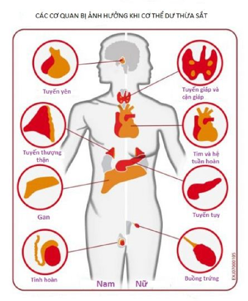 Biểu hiện, triệu chứng của bệnh thalassaemia